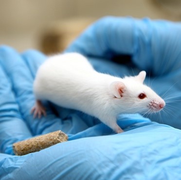 CROsourcing platform visual